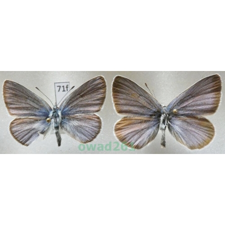Cyaniris semiargus (Rottemburg, 1775) 2xmale Czech71f